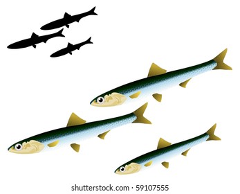 vectors anchovy