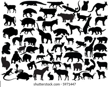 Vectors of animals