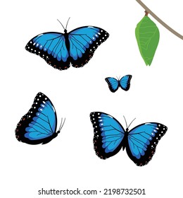 VECTORS. Blue morpho butterflies and cocoon. Found mostly in South America, Mexico, Costa Rica, and Central America
