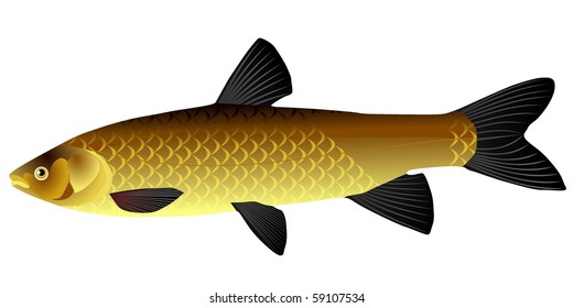 vectors Chinese carp