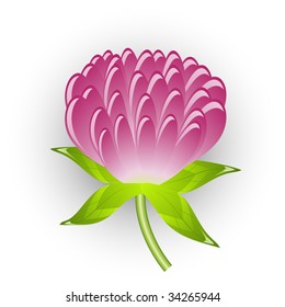 Vectors clover flower. Isolated on white