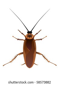vectors 	cockroach