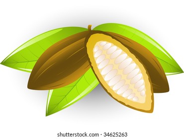 Vectors of cocoa beans. Isolated on white
