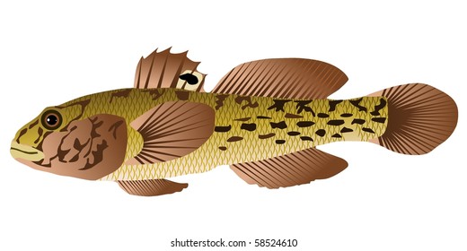 Vectors Goby Fish