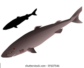  Vectors Greenland Shark