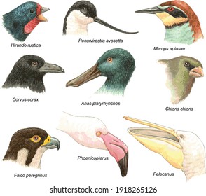 Vectors of heads of several birds originally in watercolor: flamingo, swallow, mallard, greenfinch, bee-eater, pelican, crow, hawk, recurvirostra