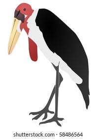 vectors marabou