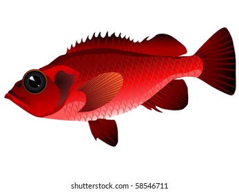 vectors ocean perch