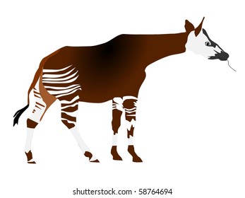 vectors okapi