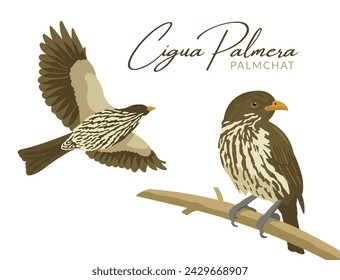 VECTORS. Palmchat, a bird endemic to the Caribbean island of Hispaniola (split between the Dominican Republic and Haiti). Dominican Republic's National bird.