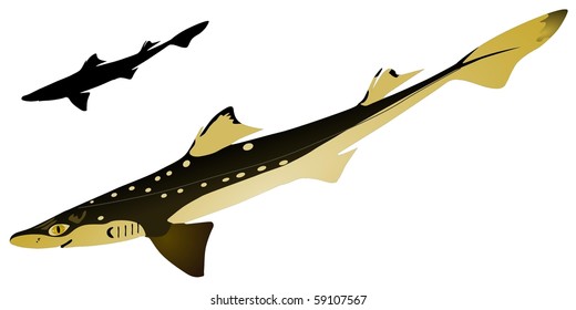  vectors piked dogfish