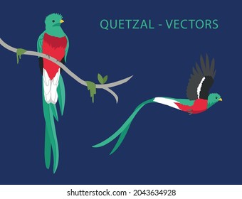 VECTORS. Quetzal on a branch and a quetzal flying. Tropical birds found on Oaxaca, Chiapas, Guatemala, Honduras, El Salvador, Nicaragua, Costa Rica, Panamá and some parts of South America 