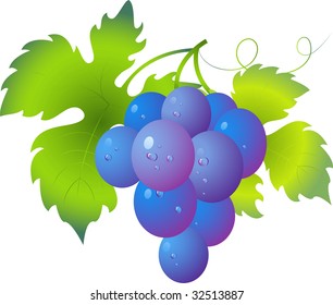 Vectors of ripe, juicy, bunches of grapes with drops of dew