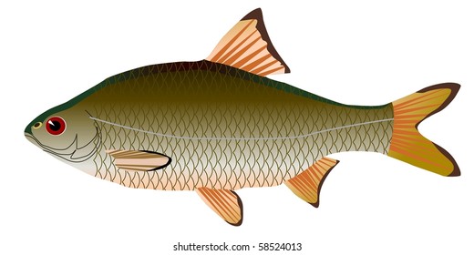 vectors roach