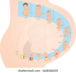 Vectors showing the development of fetal growth from inception until birth, showing changes in size and shape in detail, divided into weeks, making it easy to study and understand.
