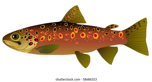 vectors Trout