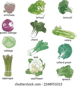 vectores de verduras de corral, apio, alcachofa, lechuga, brócoli, col, puerca, col verde, espárragos, coliflor y espinacas para las recetas y listas del menú