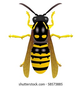 vectors	wasp