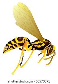 vectors wasp