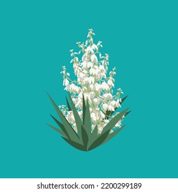 VECTORS. White flower known as Yucca flower or Flor de Izote