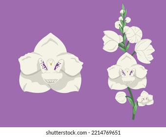 VECTORS. White orchid known as Holy Ghost orchid, dove orchid or flower of the Holy Spirit