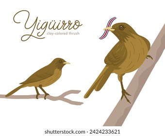 VECTORS. The Yiguirro, also known as the clay-colored thrush. National bird of Costa Rica (flag is removable)