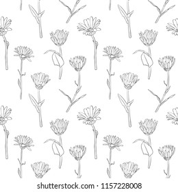 vectorseamless pattern with drawing calendula flowers, floral ornament, hand drawn botanical illustration