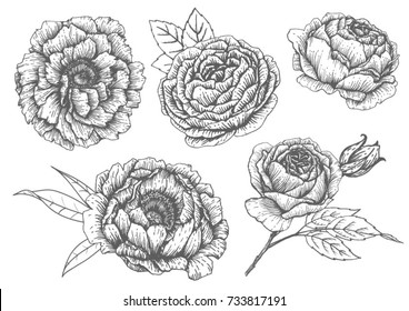Vectorset  drawing of peony and rose flowers, leaves and roses bud. ink drawing, imitation of engraving, hand drawn sketch
