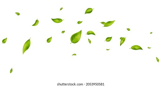 Vegan, eco, organic design element. Green leaves flying on white banner. Wave foliage ornament. Leaf falling. Beauty product. Fresh tea background. Cosmetic pattern border. Vector illustration.