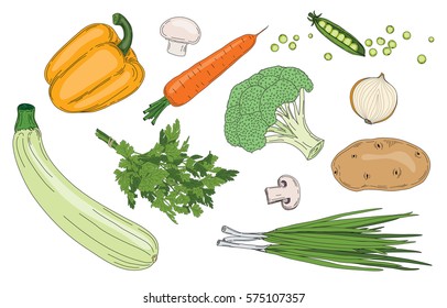 Vegan food ingredients, vegetables and herbs vector illustrations collection. paprika, pepper, onion bunch, leek, parsley, zucchini, carrot, cauliflower, cabbage, potatoes, mushroom, green pea, bean