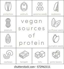Vegan sources of protein, vector outline food icons for infographic