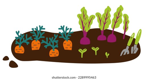 Vegetable beds, gardening tools, rural garden, bedding, vector flat illustration isolated on white background. Various root crops growing on a vegetable patch. Carrot, beetroot, sprouts.