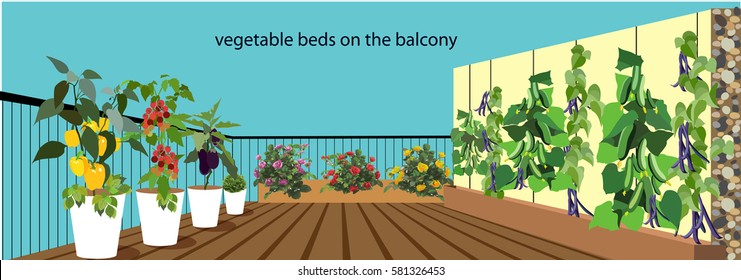 Vegetable beds on the balcony.Greening the balcony.
a vegetable garden on the balcony.Vector illustration in flat design