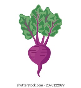 vegetable beet cartoon vector isolated object