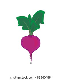 Vegetable,  beet with green leaves, vector