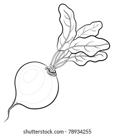Vegetable, beet with leaves, vector, monochrome contours on white