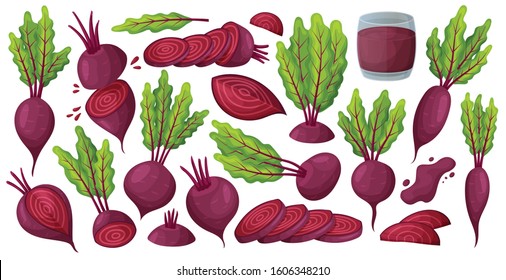 Vegetable of beet vector cartoon set icon. Vector illustration beetroot root on white background .Isolated cartoon set icon food of beet.