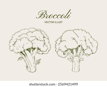 Vegetable broccoli hand drawn vintage vector illustration. Farm Market poster. 