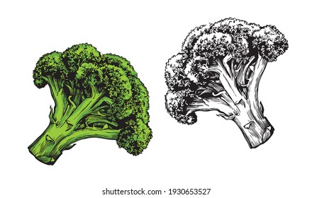 Vegetable broccoli isolated on white background. Fresh food vector illustration