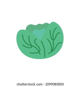 Vegetable cabbage hand drawn naive art