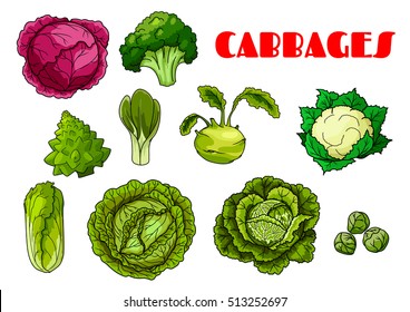 Vegetable cabbages set. Red cabbage, broccoli, cauliflower, chinese cabbage, brussels sprout, kohlrabi, napa, collard greens and savoy, kale, kai-lan. Isolated vector icons of cabbage leafy vegetables