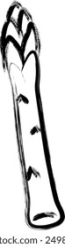 Vegetable calligraphy single item icon asparagus