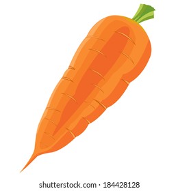 Vegetable carrot on white background is insulated