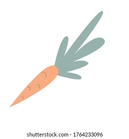 Vegetable carrots. Vector illustration isolated on a white background.