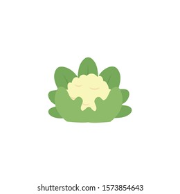 vegetable cauliflower flat style icon vector illustration design