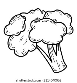 Vegetable. Cauliflower Head Of Kale Vegetable. Vector Illustration. Line Drawing In Hand Doodle Style, Outline
