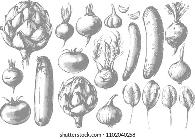 Vegetable collection illustration, drawing, engraving, vector - Illustration