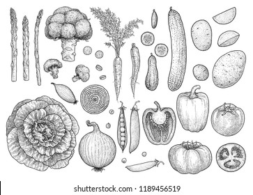 Vegetable Collection, Illustration, Drawing, Engraving, Ink, Line Art, Vector