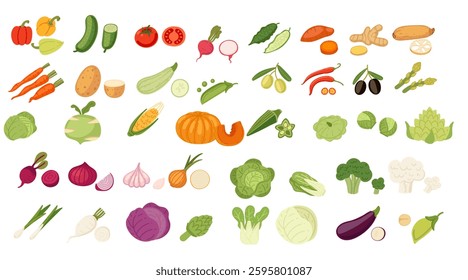 Vegetable collection. Leafy greens, root vegetables, gourds, tubers, and herbs. Fresh various vegetables. Garden products. Healthy raw vegan food with vitamins. Vector illustration isolated on white.