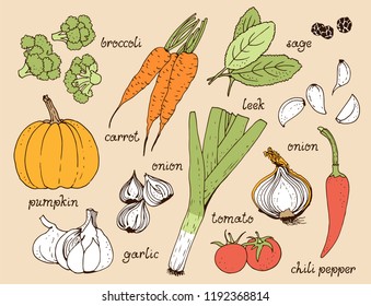 Vegetable color vector set, hand drawn food beige background with: tomato, carrot, pumpkin, onion, broccoli, leek, garlic, chili pepper, herbs with text